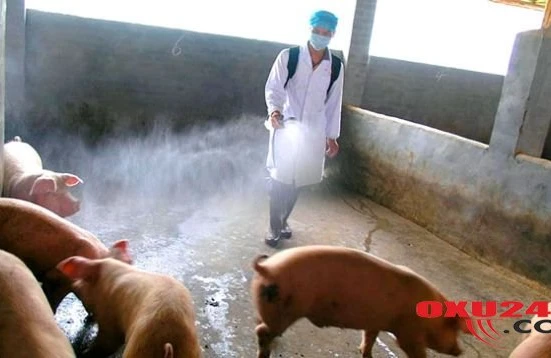 Donuzun BEYNİNİ çıxarıb APARATA QOŞDULAR - ŞOK hadisə yaşandı