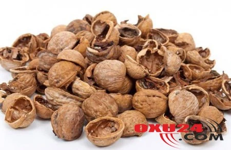 Xərçəngə qarşı dərman kəşf edildi - Qarışqalar sayəsində