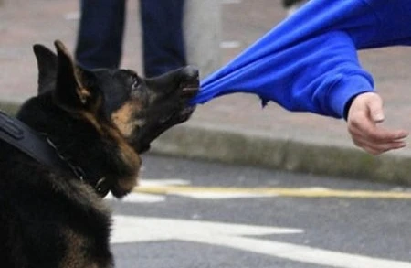 Azərbaycanda dəhşət! İtlər bir gecədə 9 nəfəri parçaladı