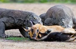 Dəhşətli görüntü: Vahiməli heyvan şikarına belə hücum etdi