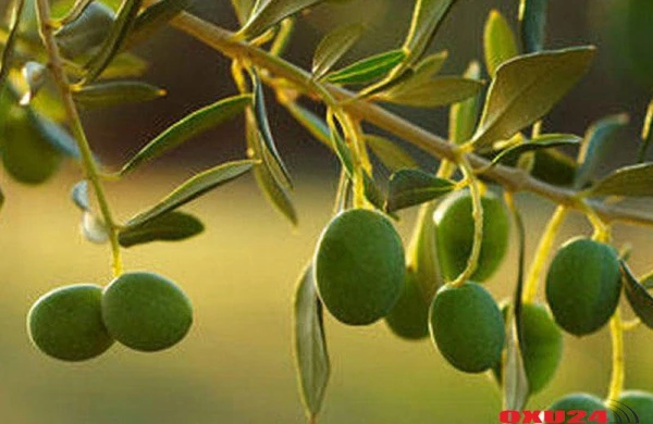 Adı Quranda olan bu meyvədən hər gün 7 ədəd yesəniz..