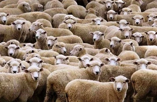 Azərbaycanda dəhşət! Canavar qoyunları belə parçaladı