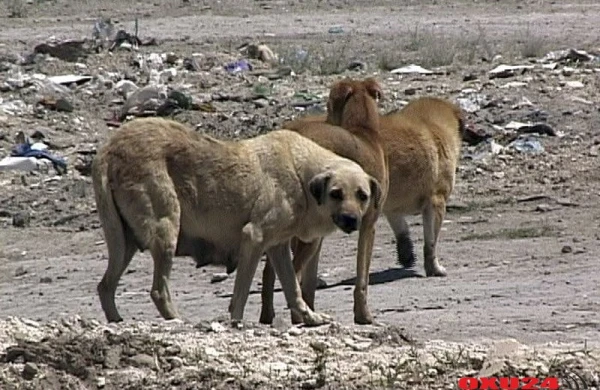 Bəziləri küçə itlərini öldürməyi qəddarlıq və günah sayırlar. Düzgün mövqe nədir?