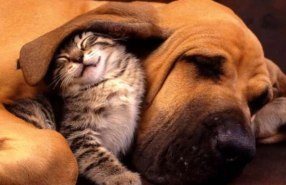 Azərbaycanda it və pişiklərin sayı artıb