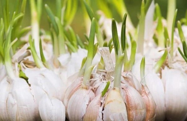 Cücərmiş sarımsağı qəti zibil qabına atmayın! – inanılmaz faydaları