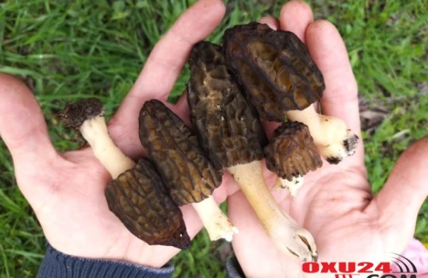 Görün piknik edərkən nə tapdı? - Sərvət dəyərində..