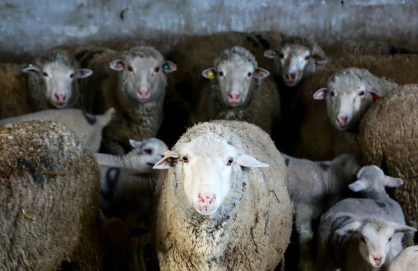 Şagirdlərin sayını artırmaq üçün  15 qoyun məktəbə qəbul edilib