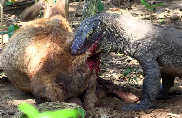 Nəhəng kərtənkələ maralı diri-diri yedi