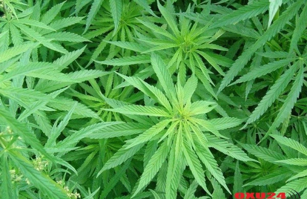 Yaşadığı evdən heroin, marixuana, çətənə kolları tapıldı