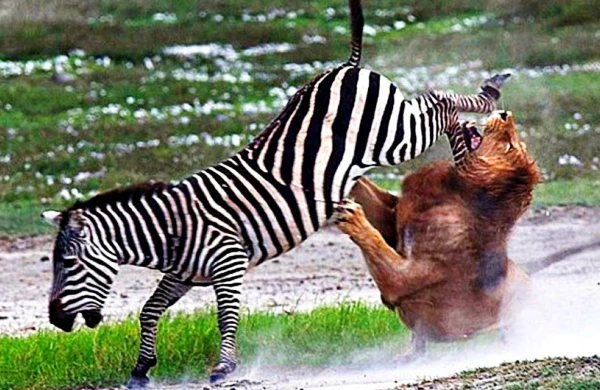 İnanılmaz anlar: Zebra ona hücum edən aslanı dişləyib ölümcül etdi