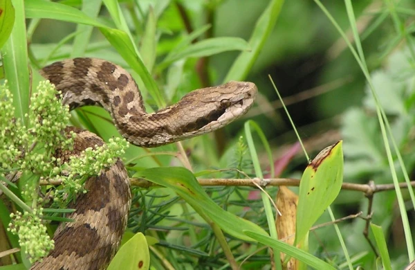 Əhaliyə ilanlarla bağlı vacib XƏBƏRDARLIQ!