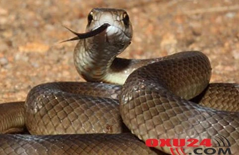 İlanlar Bakı kəndlərinə hücuma keçdi: 4 nəfər xəstəxanalıq oldu