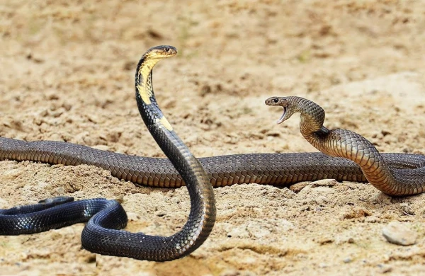 İlanlar sürü şəklində ovunun arxasınca düşdü