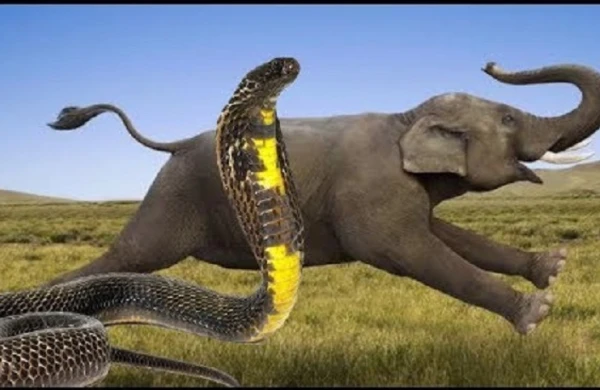 İnanılmaz görüntü! İlan nəhəng fili öldürdü