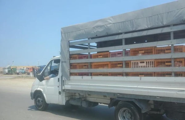 Sürücü ayağını pəncərədən çıxarıb maşın sürdü - Azərbaycanda