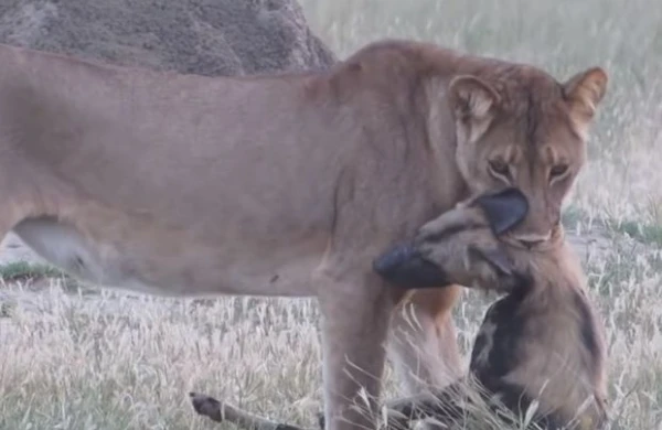Vəhşi it özünü ölülüyə vurdu, aslanın əlindən qurtuldu