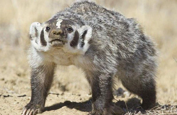 Rusiyada quduz porsuq magazaya soxularaq, üç nəfəri yaralayıb