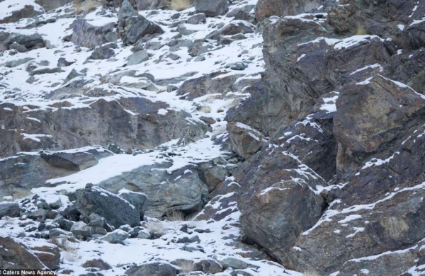 Fotoda heyvan harada gizlənib?