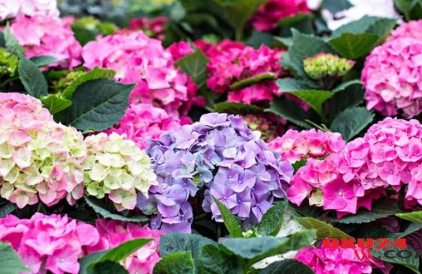 Sabahın havası - 27 dərəcə isti olacaq