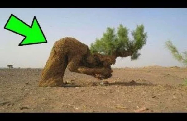 ​Peyğəmbər bu ağacın altında dincəldikdən SONRA... - MÖCÜZƏ baş verdi