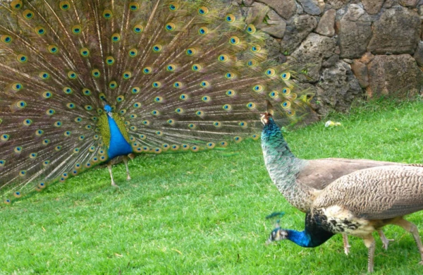 ALLAH tərəfindən ilan və tovuzquşu niyə görə cənnətdən qovulublar