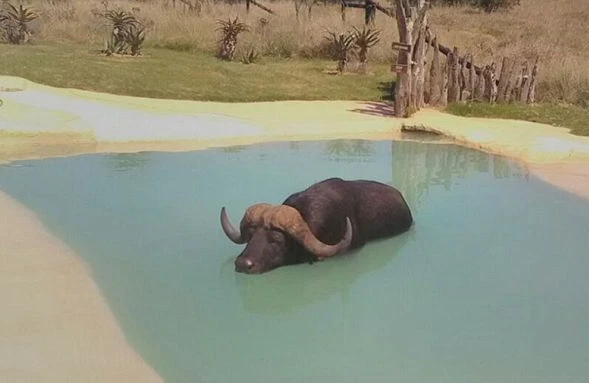 Bu görüntülər hər kəsi şoka saldı: Camış suyun altında belə üzür