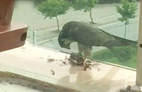 Dəhşətli görüntü! Yırtıcı quş göyərçini belə parçaladı