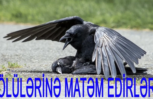 Qarğaların şok görüntüsü: Ölən qarğanı digər qarğalar "dəfn" etdi