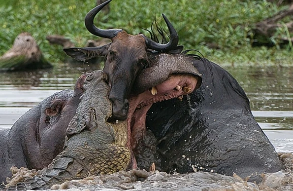 Bu dəfə əksinə oldu!Su ayqırı timsahı parçaladı