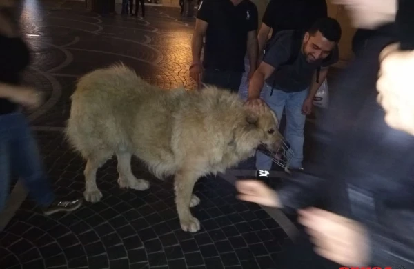 "Tarqovıy"da gecə qorxulu anlar:Nəhəng canlı insanları vahiməyə saldı