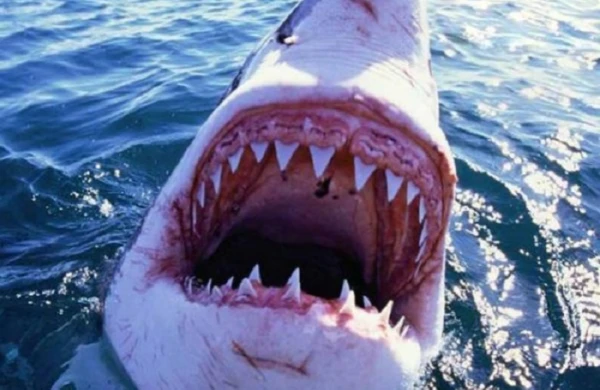 Köpək balığı 65 yaşlı kişini öldürdü