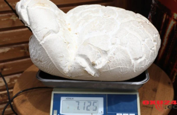 Meşədə TAPILDI - Görənlər İNANMIRLAR / Fotolar