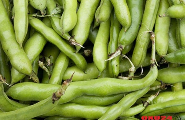 Paxlanın bilmədiyiniz faydaları