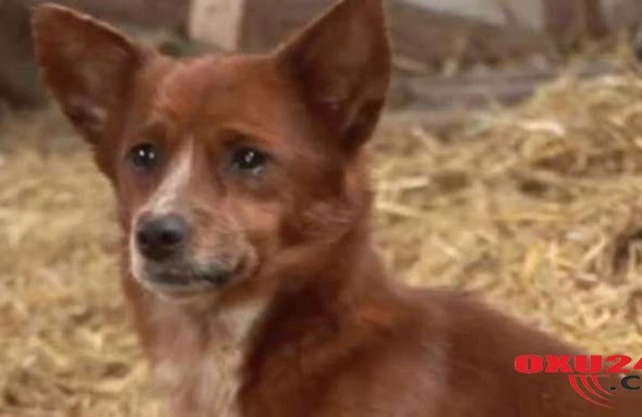 Bu itin hekayəsi eşidənləri kədərləndirir - FOTOLAR