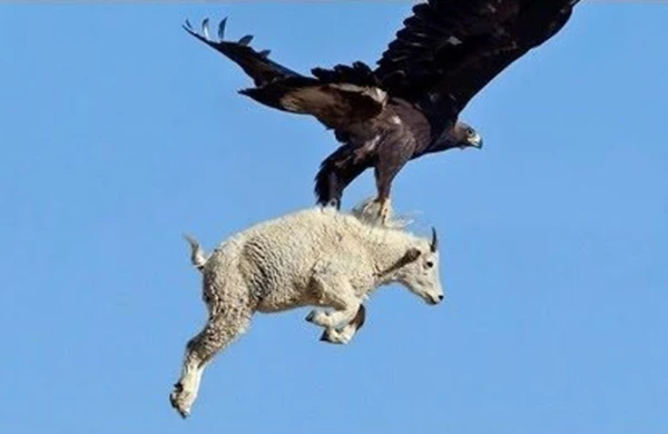 Dəhşətli görüntü: Qartal böyük dağ keçisini caynağında göydə apardı
