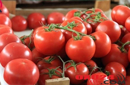 Rusiya 51 ton pomidoru Azərbaycana qaytardı