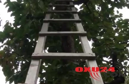 59 yaşlı kişi ağacdan yıxılıb öldü