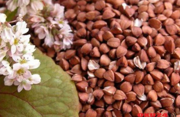 Pəhriz menyularının vazkeçilməz qidası - Qarabaşağın heç yerdə rast gəlməyəcəyiniz faydaları