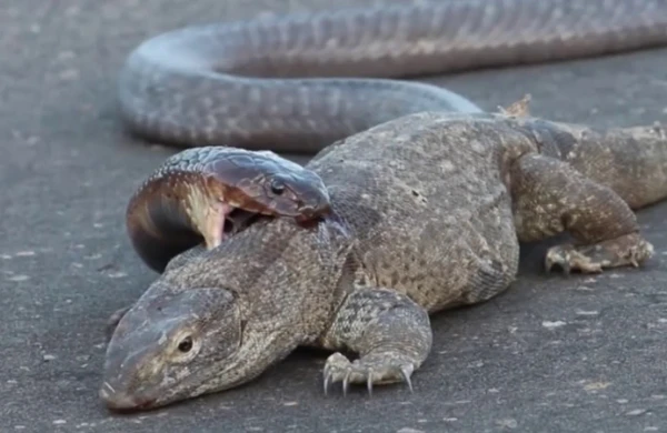Vahiməli görüntü: İki zəhərli heyvan bir-birini parçaladı