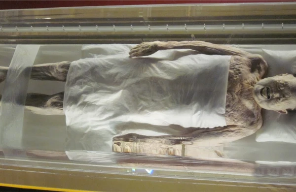 Bu görüntü hər kəsi şoka saldı: 15 il sonra qəbirdən çıxarılan şəxsin meyiti görün nə haldadır