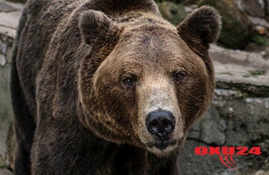 Ayının pəncəsindən xilas olmaq üçün heyvanın dilini dişlədi