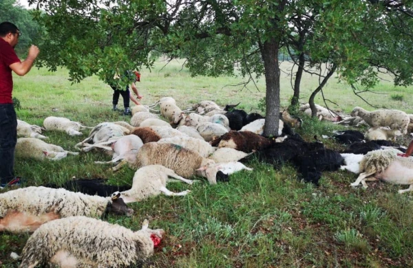 Qorxunc görüntü: 55 qoyun qan içərisində ağacın altında tapıldı