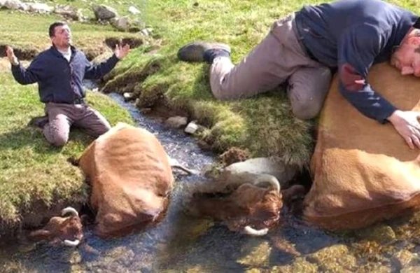 İnəyi suda boğulan kişi onu qucaqlayıb hönkür-hönkür ağladı