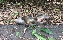 Baby Monkey Clings To Dying Mum As Onlookers Watch