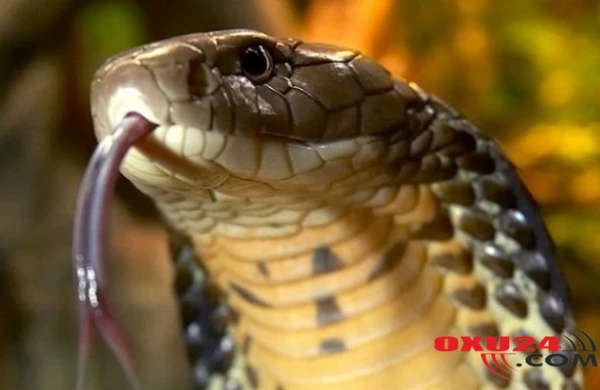 Yuxuda ilan görən gənc qadının başına görün nə gəldi - Yozmalar doğru çıxdı