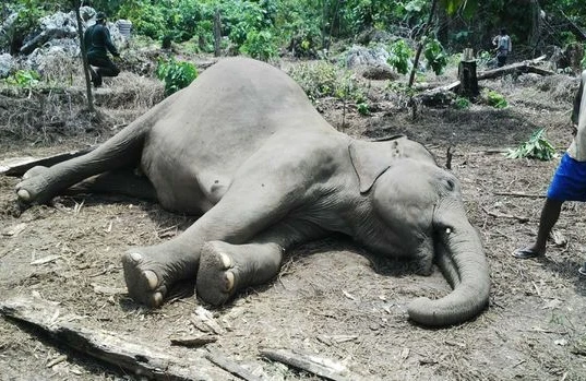 Fil cəmdəyi 500-dən artıq kərkəsin ölümünə səbəb oldu