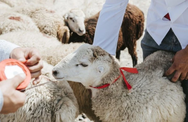 Azərbaycanda Qurban bayramı bu tarixdə qeyd olunacaq — AÇIQLANDI