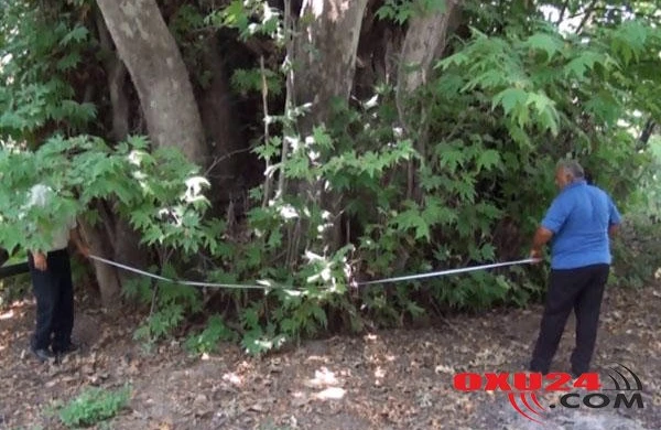 Azərbaycanda 1000 yaşlı ağac: Ona qorxudan heç kim yaxın düşmür