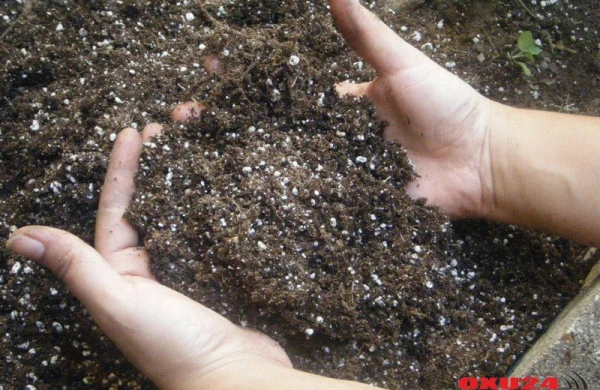 Əlləri torpaqla ovxalayıb yumaq kasıblığa səbəb olur?