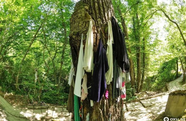 Azərbaycanda daha bir “pir”: Ağacdan alt paltarı asırlar, “əl uzadan”ın ağzı əyilir - REPORTAJ